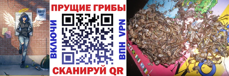 Галлюциногенные грибы прущие грибы  Крым 